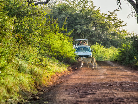 Fototapeta Lion crossing a road in front of tourist in safari car
