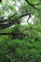 Countryside along River Berounka, central Bohemia, Czech Republic