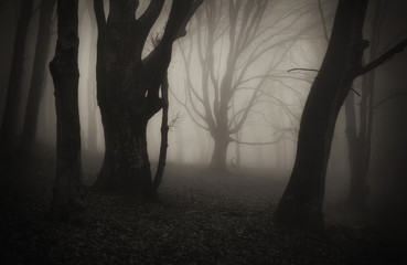 dark fantasy forest with scary old trees, monochrome sepia scenery