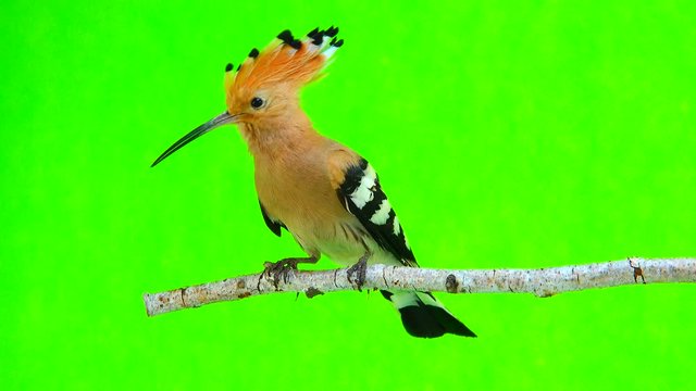 Eurasian Hoopoe (Upupa epops) isolated on a green background  in studio shot