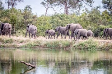 Fototapeta premium A herd of Elephants walking on the road.