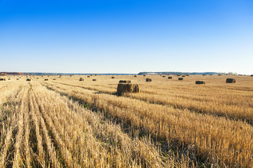 Fototapeta na wymiar Bales of hay scattered around on field