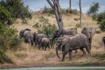 A herd of Elephants walking in the grass.