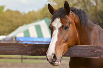 Horse at a horse show in outside run