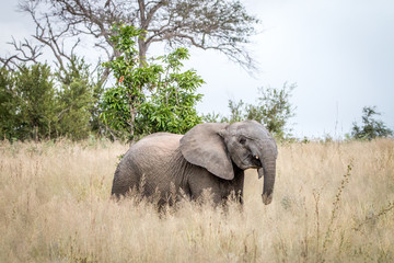 Fototapeta premium An Elephant walking in the grass.