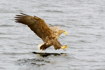 White-tailed Sea Eagle (Haliaeetus albicilla) catching fish. Norway