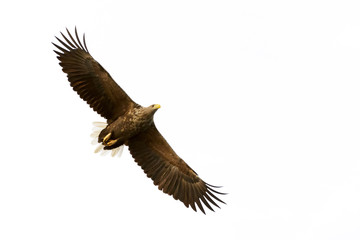 White-tailed Eagle (Haliaeetus albicilla) flying, Norway