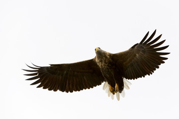 White-tailed Eagle (Haliaeetus albicilla) flying, Norway