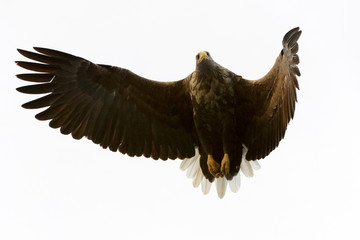 White-tailed Eagle (Haliaeetus albicilla) flying, Norway
