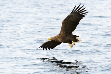 White-tailed Sea Eagle (Haliaeetus albicilla) catching fish. Norway