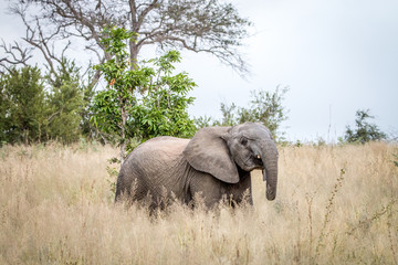 Obraz premium An Elephant walking in the grass.