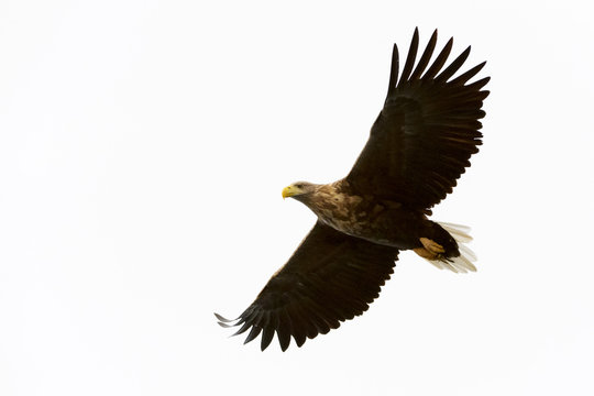 White-tailed Eagle (Haliaeetus albicilla) flying, Norway