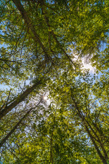 Fototapeta premium Canopy