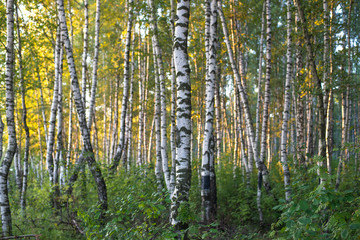 Fototapeta na wymiar birch forest in sunlight in the morning
