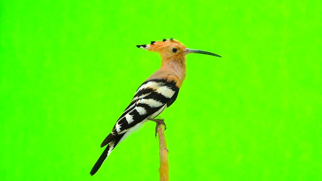 Eurasian Hoopoe (Upupa epops) isolated on a green background  in studio shot