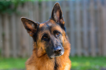 Close up of red and black German Shepherd