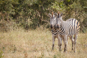 Fototapeta na wymiar Two Zebras bonding in the grass.