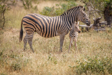 Fototapeta na wymiar A baby Zebra bonding with the mother.