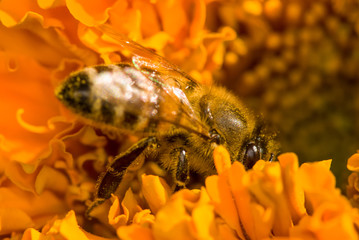photo of a beautiful bee and flowers a sunny day. selective focus macro shot with shallow DOF