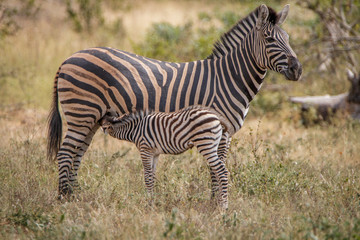 Obraz na płótnie Canvas A baby Zebra bonding with the mother.