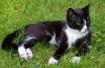 Naklejka na ściany i meble Adorable black and white cat.