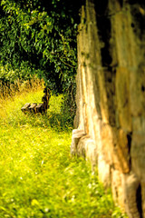 Parkbank an antiker Klostermauer