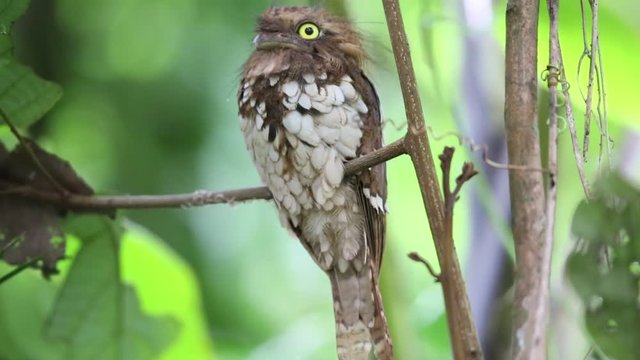 Short-tailed frogmouth or Sumatran frogmouth (Batrachostomus poliolophus) in Mt.Kerinci, Sumatra, Indonesia 