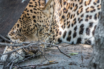 A male Leopard sleeping behind a tree.