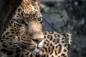 Close up of the face of a male Leopard.