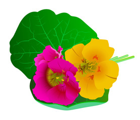 Nasturtium flowers isolated on white background