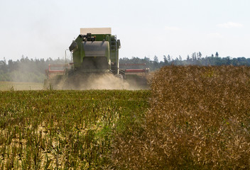 Fototapeta premium Big combine is working on a field.