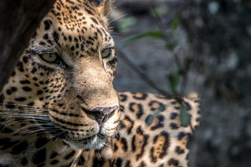Close up of the face of a male Leopard.