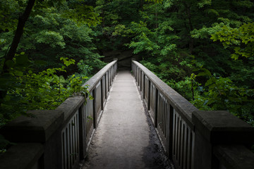 Obraz premium forest bridge