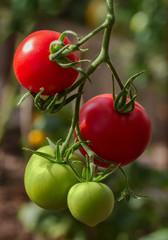Tomatoes on a branch.
