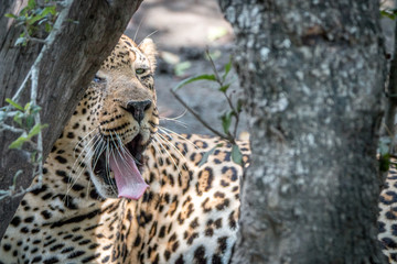 A male Leopard yawning behind a tree.