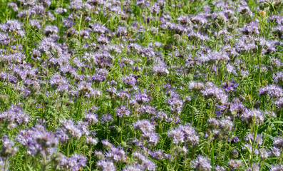 Field of phacelia.