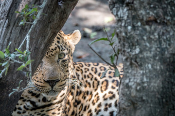 A male Leopard starring at the camera.