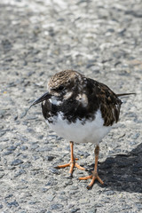 Ruddy turnstone