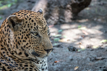 Close up of a male Leopard relaxing.