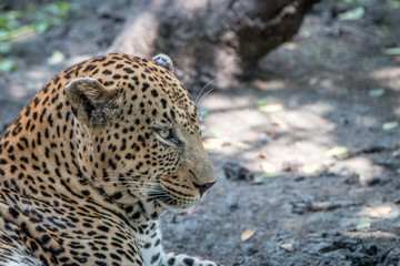 Close up of a male Leopard relaxing.