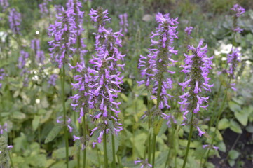 Betonica officinalis - tall slender plant with pink inflorescence