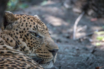 Close up of a male Leopard relaxing.