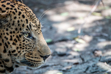 Close up of a male Leopard relaxing.