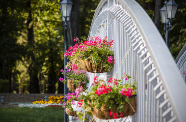 Flowers on the fence