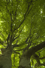 Branches of a secular tree