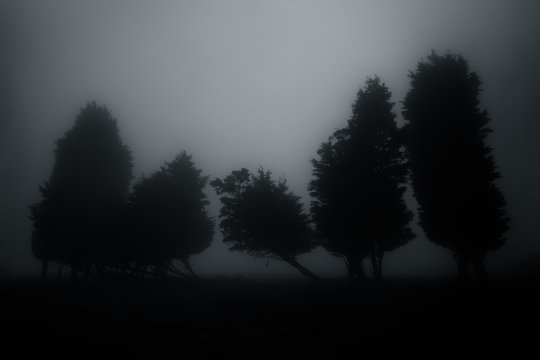 Fototapeta dark and mysterious forest