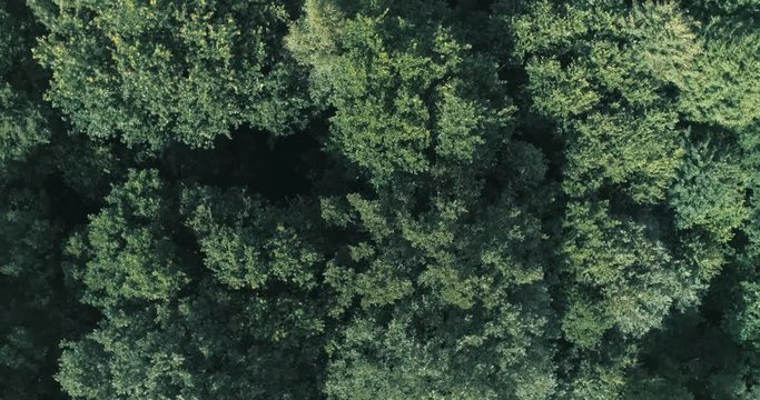Aerial descending turning view of tree tops in a forest in summer