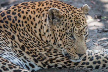Close up of a male Leopard relaxing.
