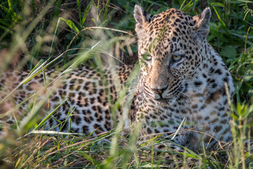 A female Leopard relaxing in the grass in the Sabi Sand Game Reserve, South Africa.