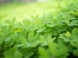 clover leaves with drops of rain
